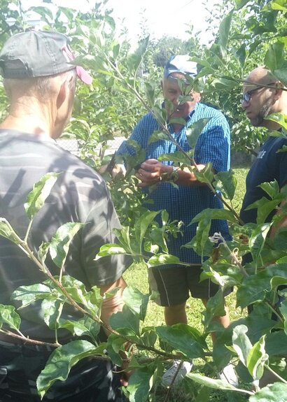 Letný rez ovocných stromčekov
