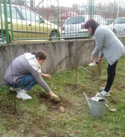 Živý plot z hrabov