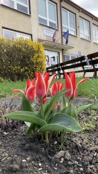 Žiaci sa vrátia do rozkvitnutej školy