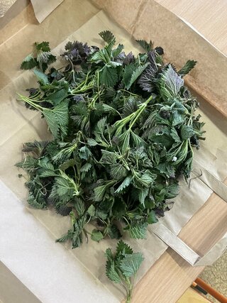 Zväčšiť fotografiu - Zber byliniek