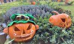 Halloweenske vyrezávanie tekvíc 2021 - 09