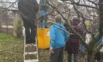 Jarný rez ovocných stromov - 03