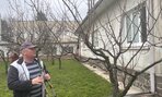 Jarný rez ovocných stromov - 04