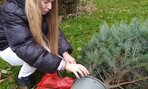 Zasadili sme si vianočnú jedličku - 03