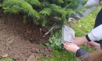 Zasadili sme si vianočnú jedličku - 04